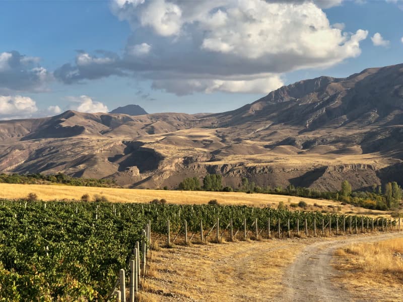 Trinity Canyon Vineyards