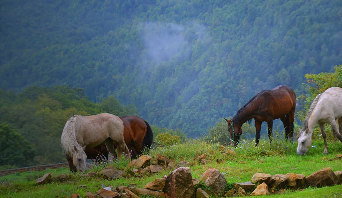 Horse Riding Tour in Armenia
